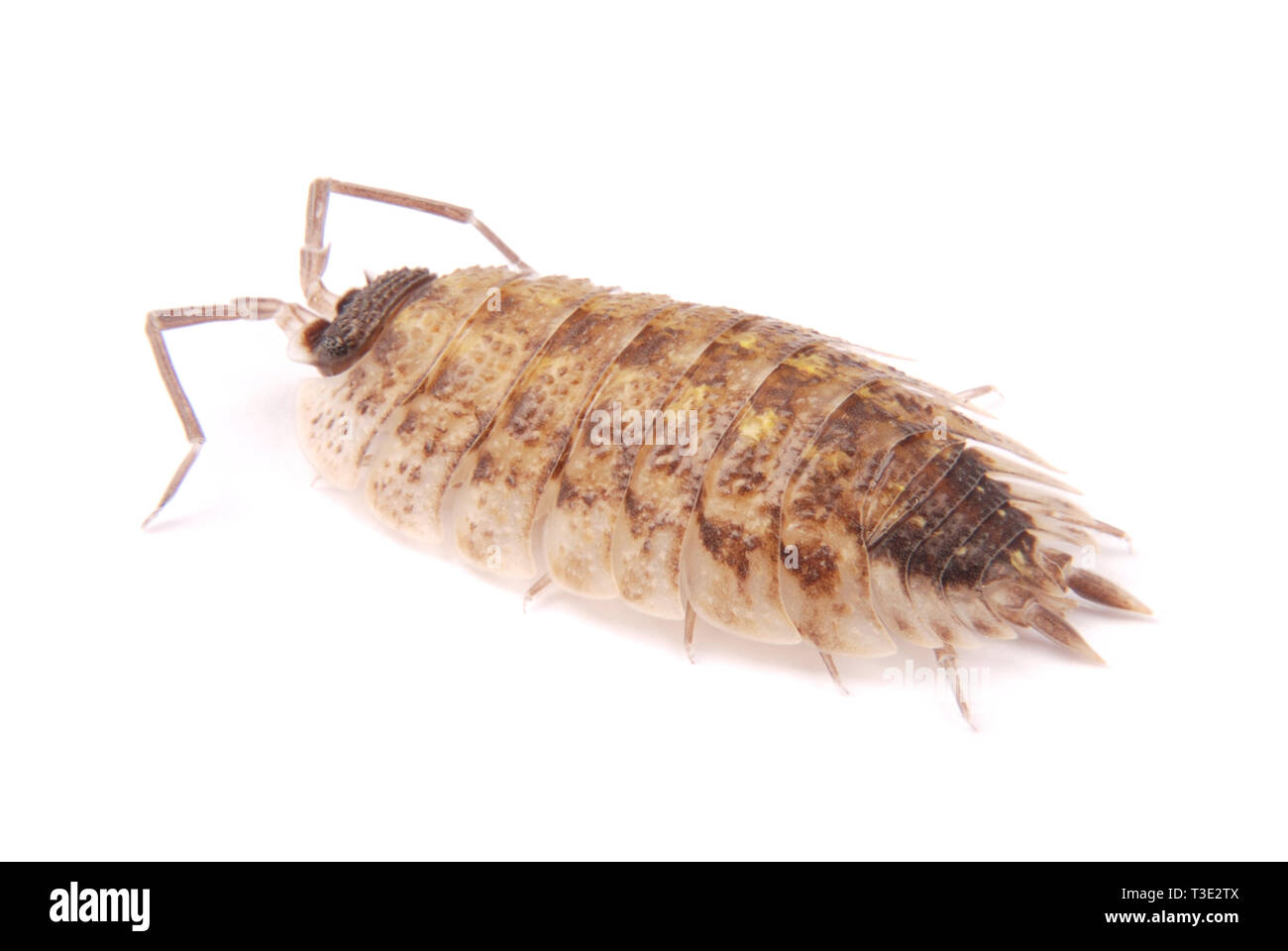 Close up view of a common woodlice (Porcellio scaber) from the front isolated on a white background with soft shadow Stock Photo
