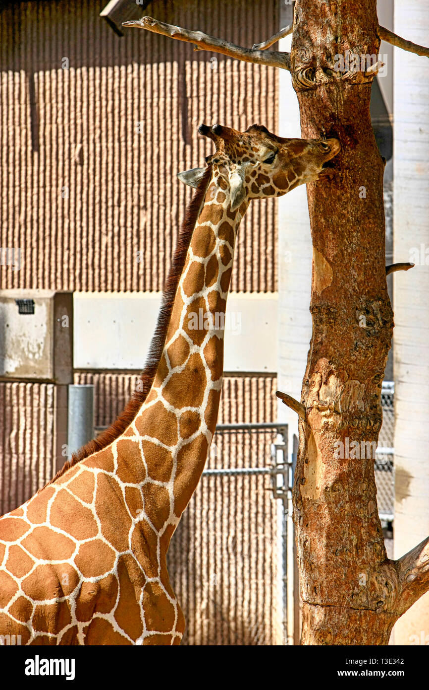 Giraffe's at the Reid Park Zoo in Tucson AZ Stock Photo - Alamy