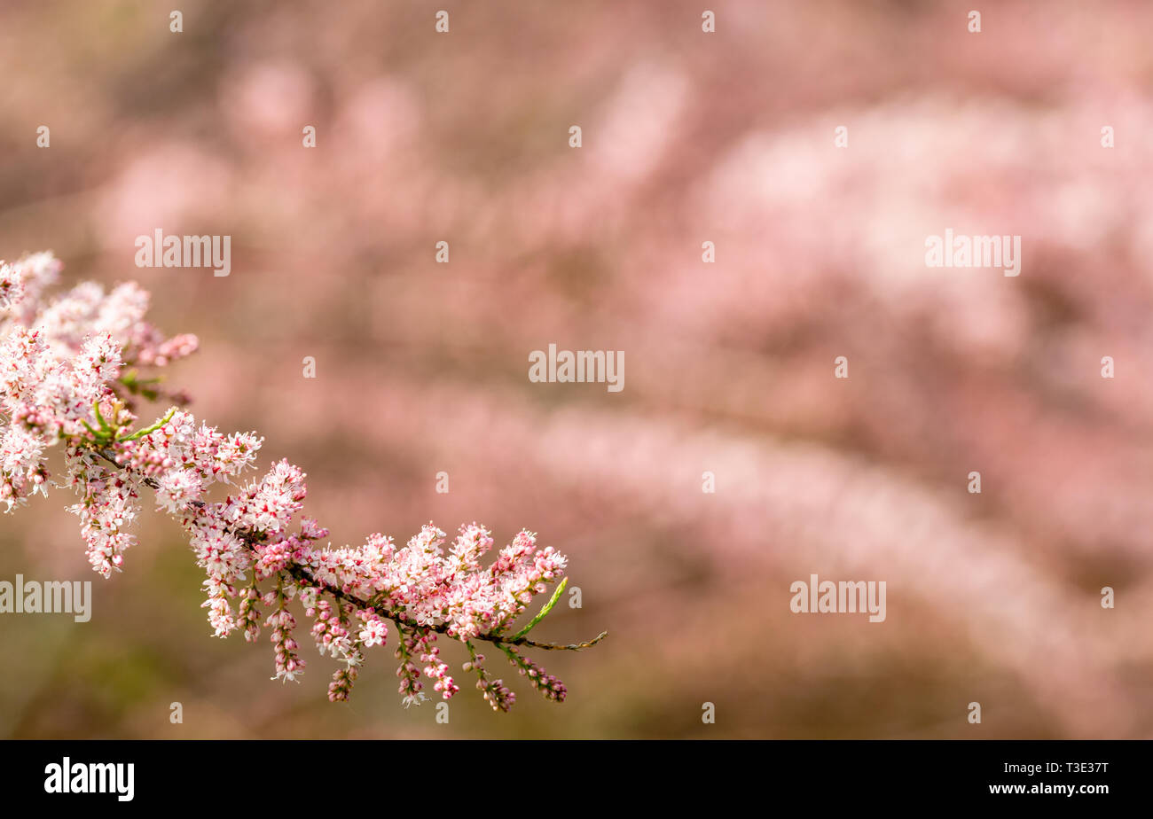 Blossom diagonal line in spring time with background unfocused Stock ...