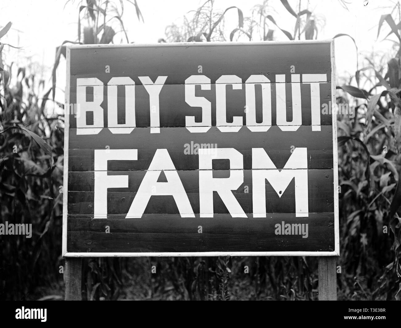 Boy scout sign hires stock photography and images Alamy