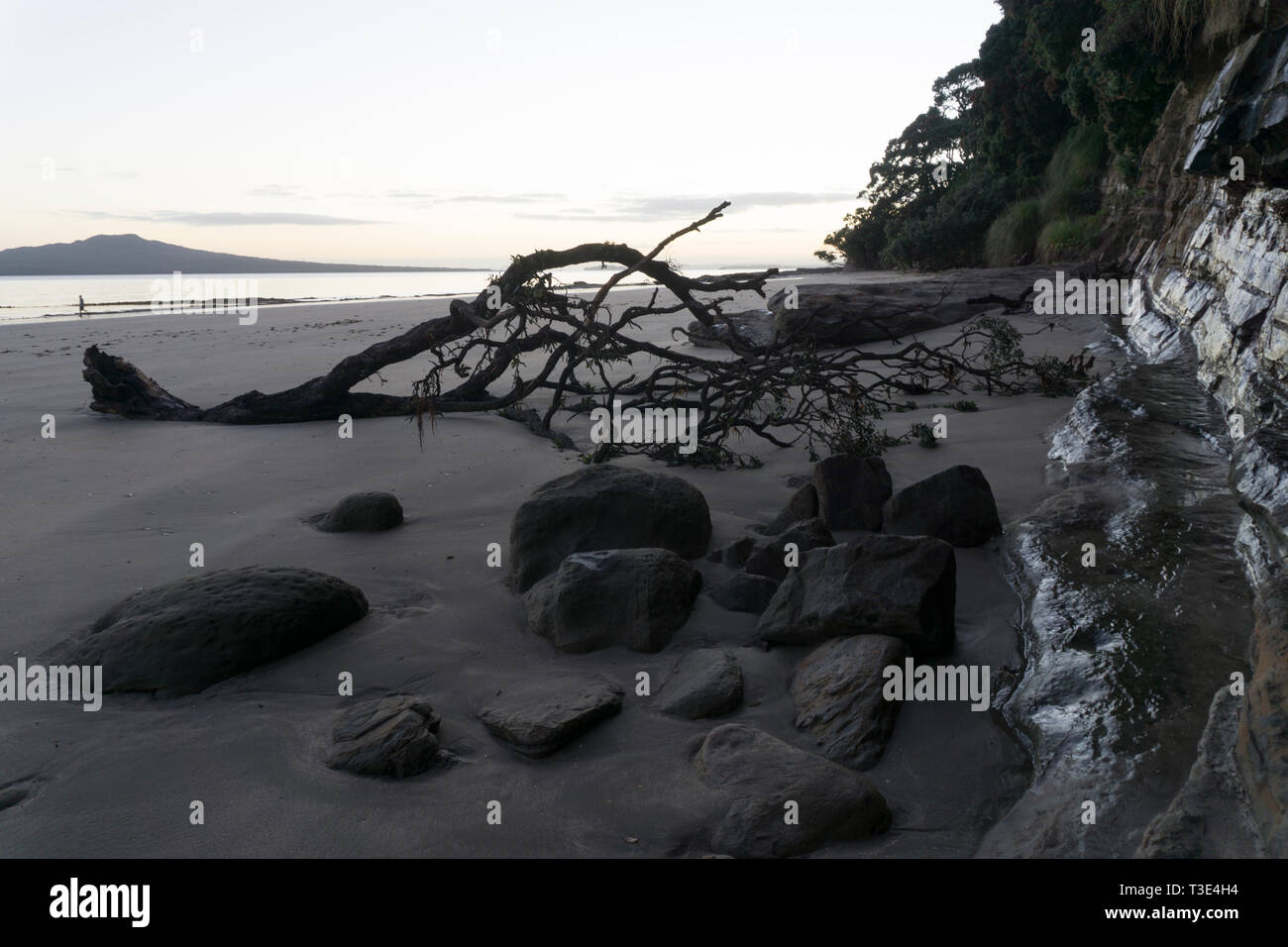 Auckland, New Zealand. Driftwood on North Shore beach Stock Photo