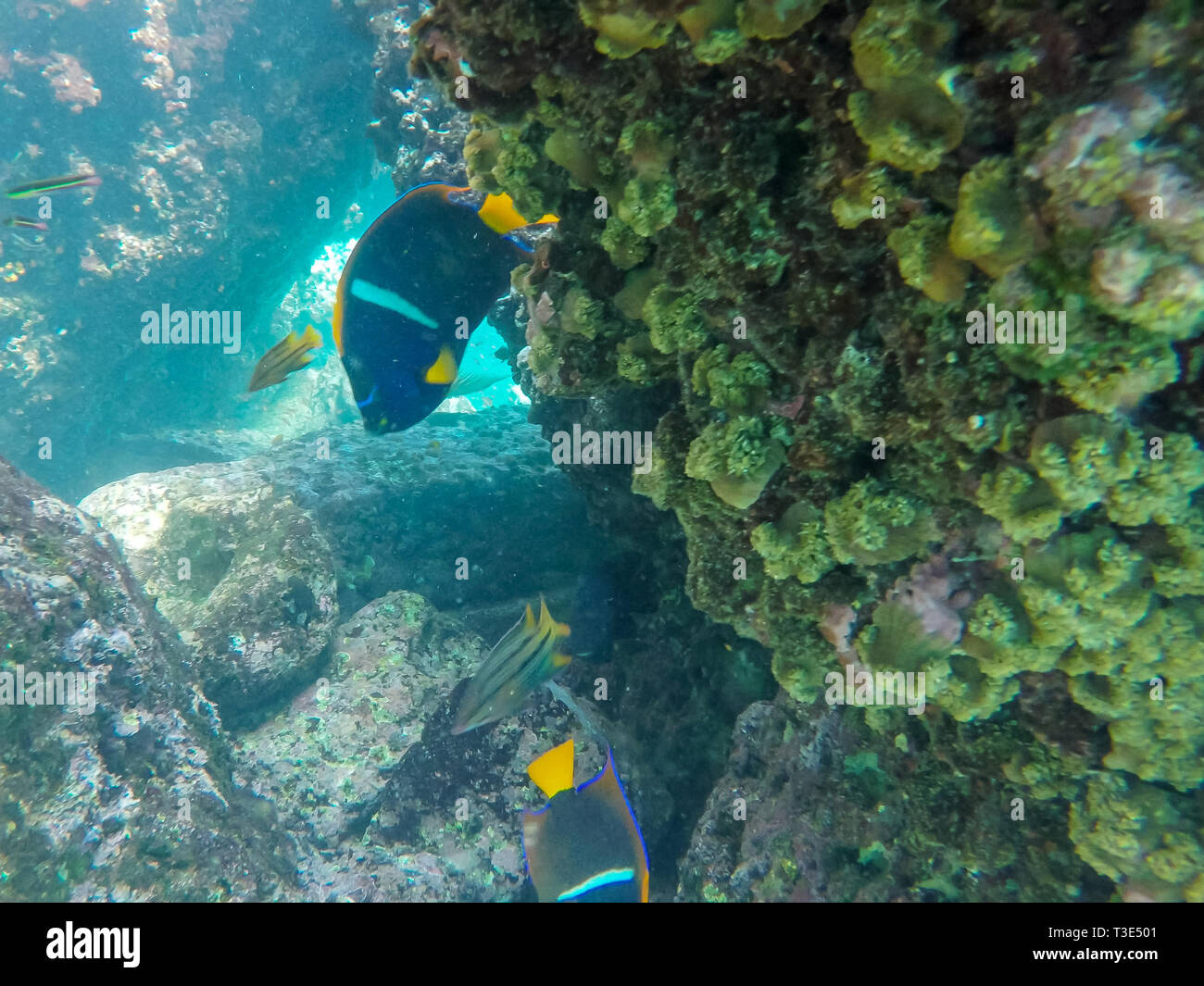 close up of two king angelfish at isla espanola in the galapagos Stock Photo