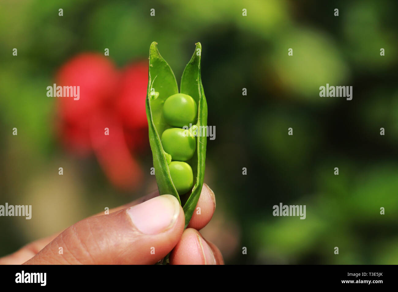 open marrowfat and hand with soft background vegetable Stock Photo