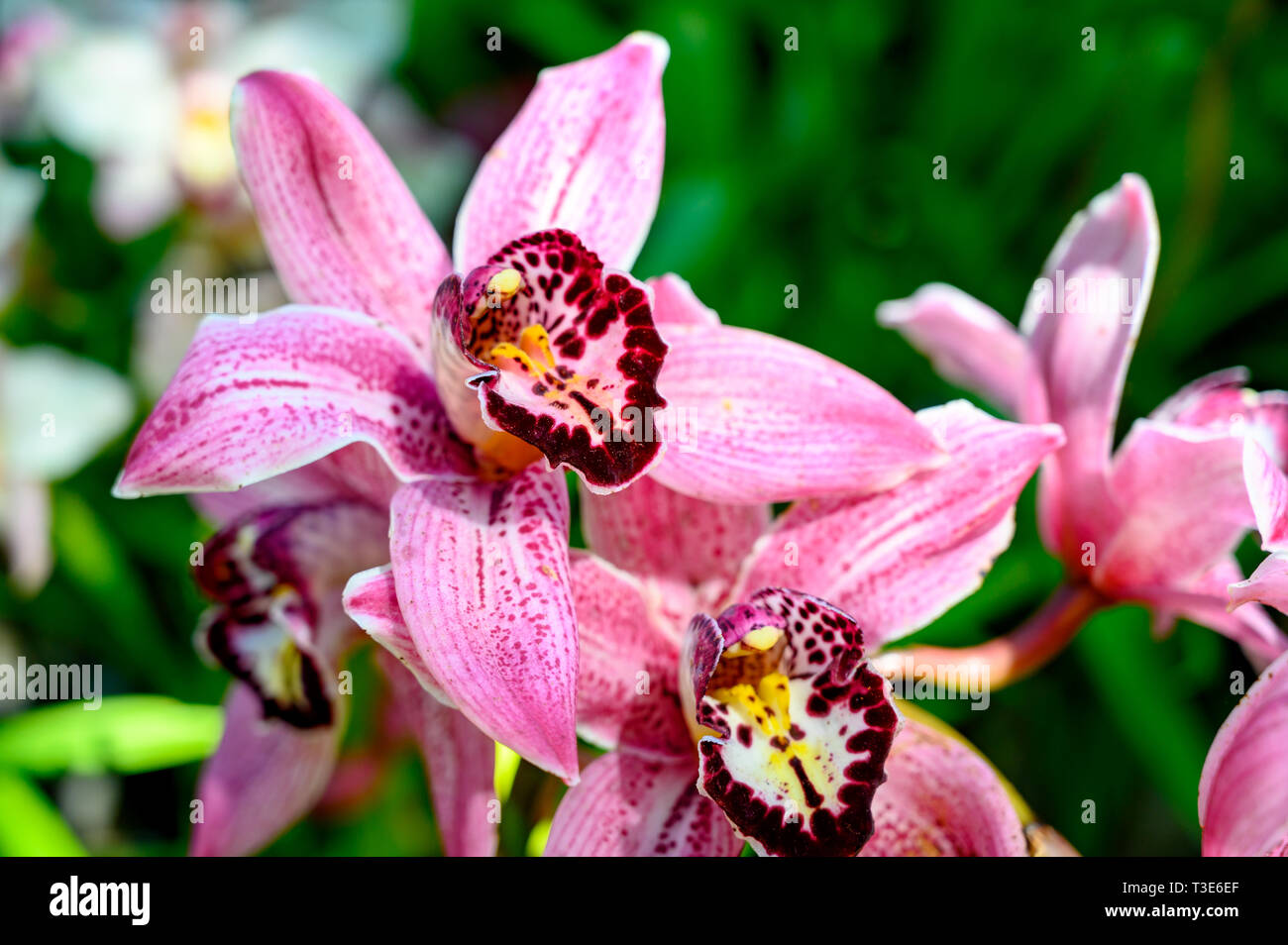 Pink Orchids Stock Photo