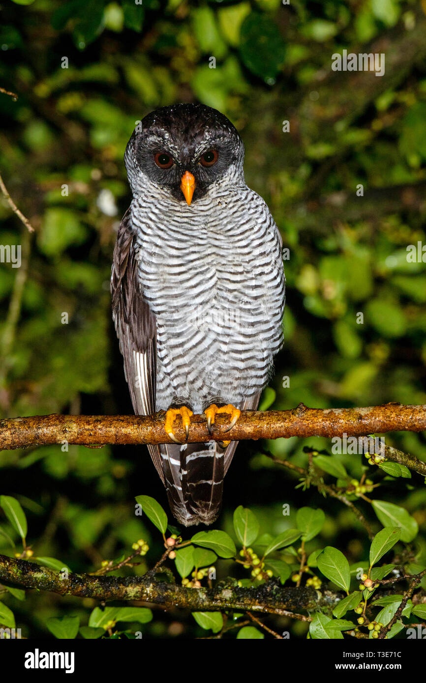 Black-and-white Owl  Strix nigrolineata Arenal Observatory Lodge, Alajuela Province, Costa Rica 15 March 2019      Adult       Stridigidae Stock Photo