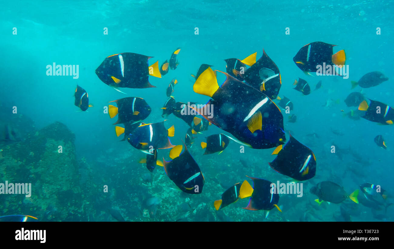 school of king angelfish at the devil's crown in the galapagos Stock Photo