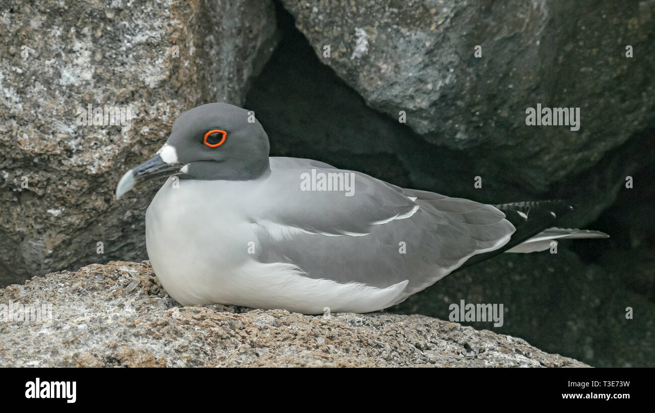 extreme close up of a nesting lava gull in the galalagos islands Stock Photo