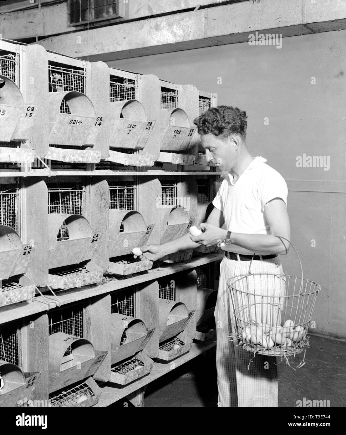 A poultry expert removes eggs from an automatic chute in an air conditioned hen house ca. 1938 Stock Photo