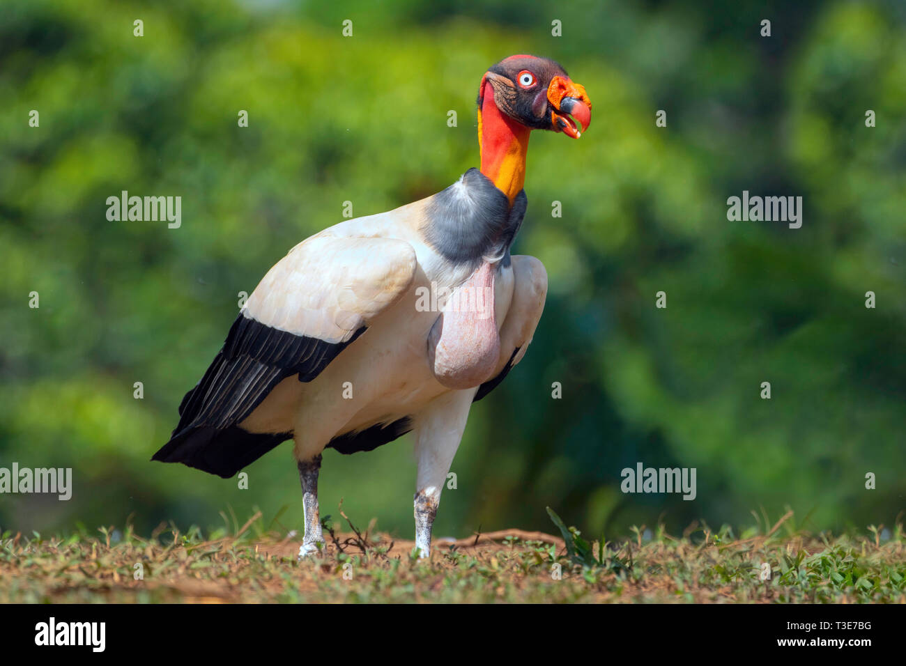 King Vulture  Sarcoramphus papa Pital, Alajuela Province, Costa Rica 16 March 2019       Adult with full crop.       Cathartidae Stock Photo
