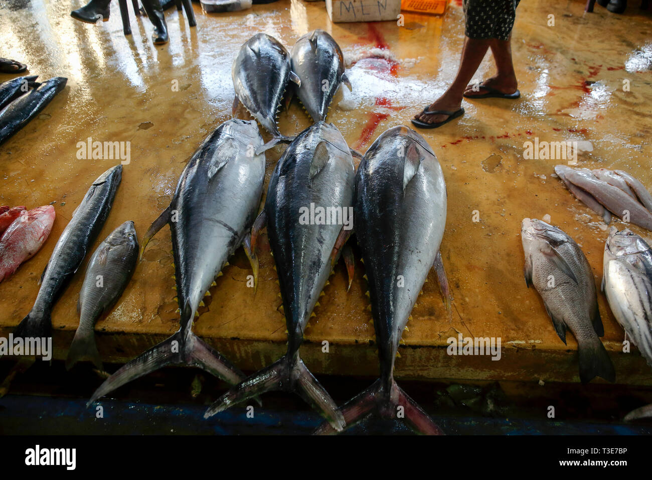 Sri lankan fresh fish market hires stock photography and images Alamy