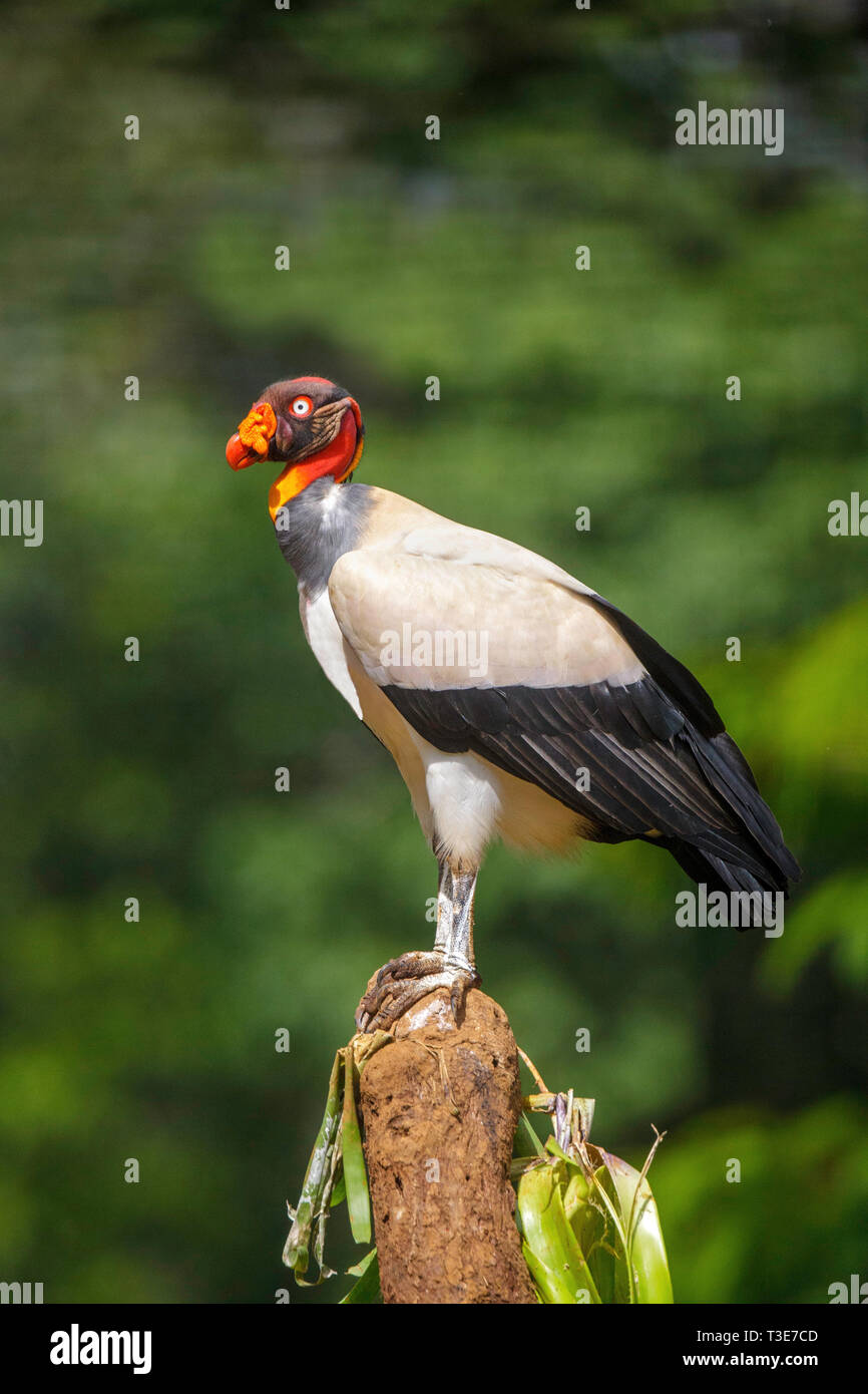 King Vulture  Sarcoramphus papa Pital, Alajuela Province, Costa Rica 16 March 2019       Adult      Cathartidae Stock Photo