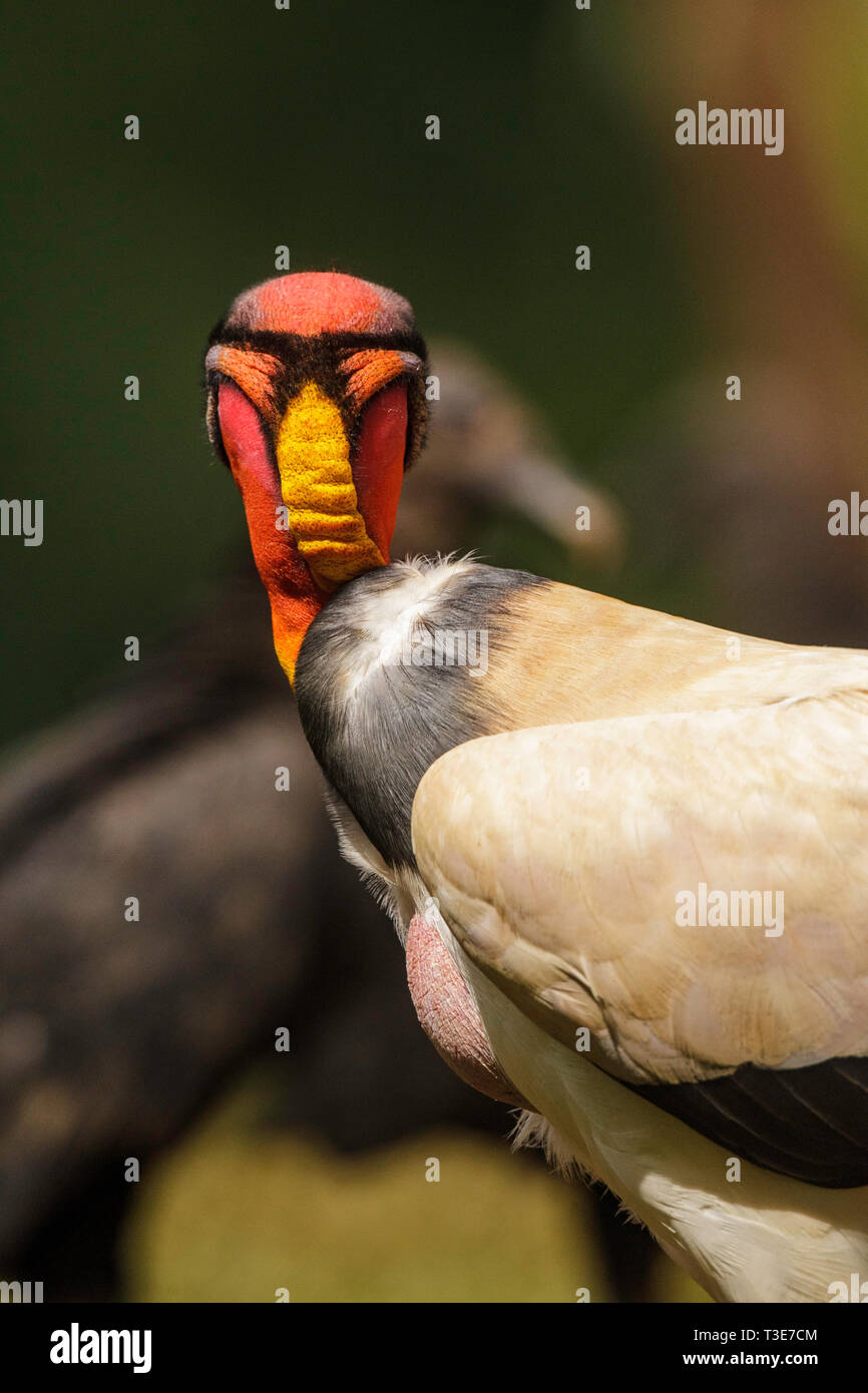 King Vulture  Sarcoramphus papa Pital, Alajuela Province, Costa Rica 17 March 2019       Adult showing back of head.     Cathartidae Stock Photo