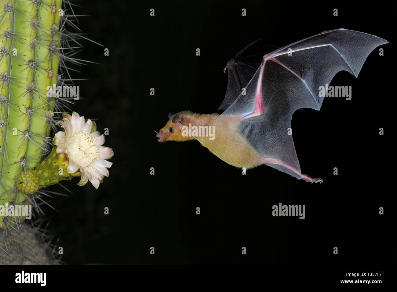 Bat pollinated cactus flower hires stock photography and images Alamy