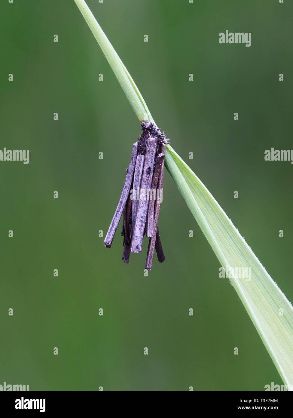 Bagworm moth case on a reed leaf Stock Photo