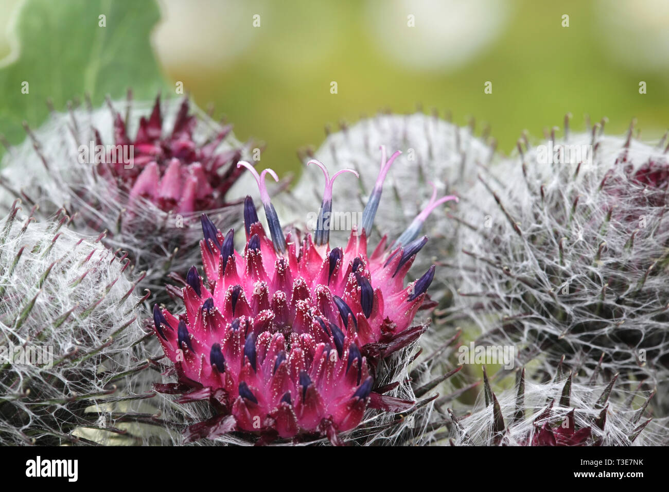 Flowers of Arctium tomentosum, commonly known as the woolly burdock or downy burdock Stock Photo