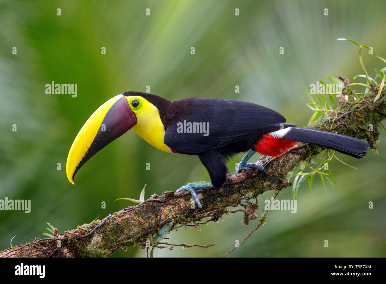 Yellow-throated Toucan  Ramphastos ambiguus Pital, Alajuela Province, Costa Rica 18 March 2019    Adult       Ramphastidae Stock Photo