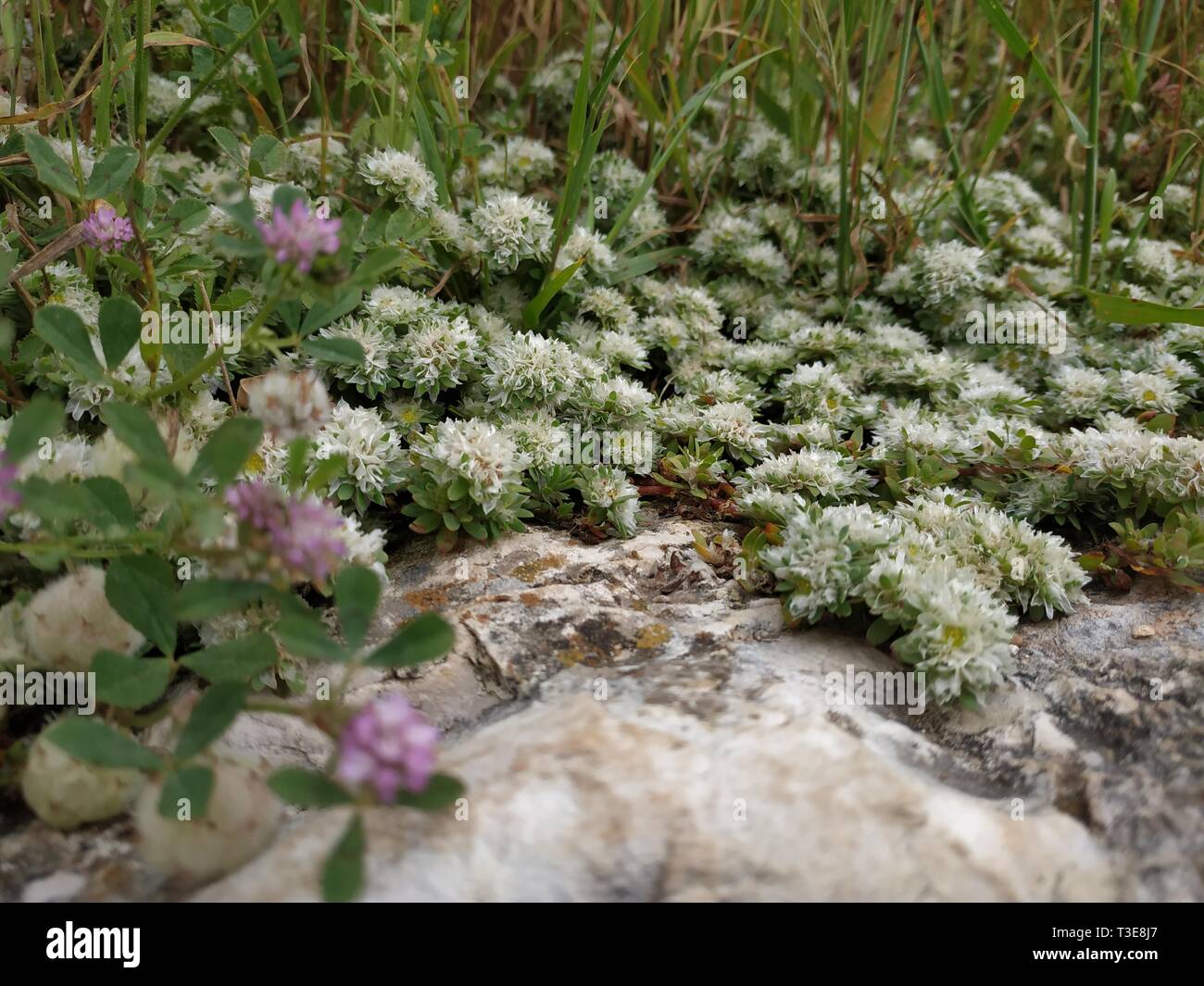 Flowers of Paronychia argentea on sandy rocky place. Desert Israel sunny close up blooming plants of silvery whitlow-wort silver Nailroot. Karmiel Stock Photo