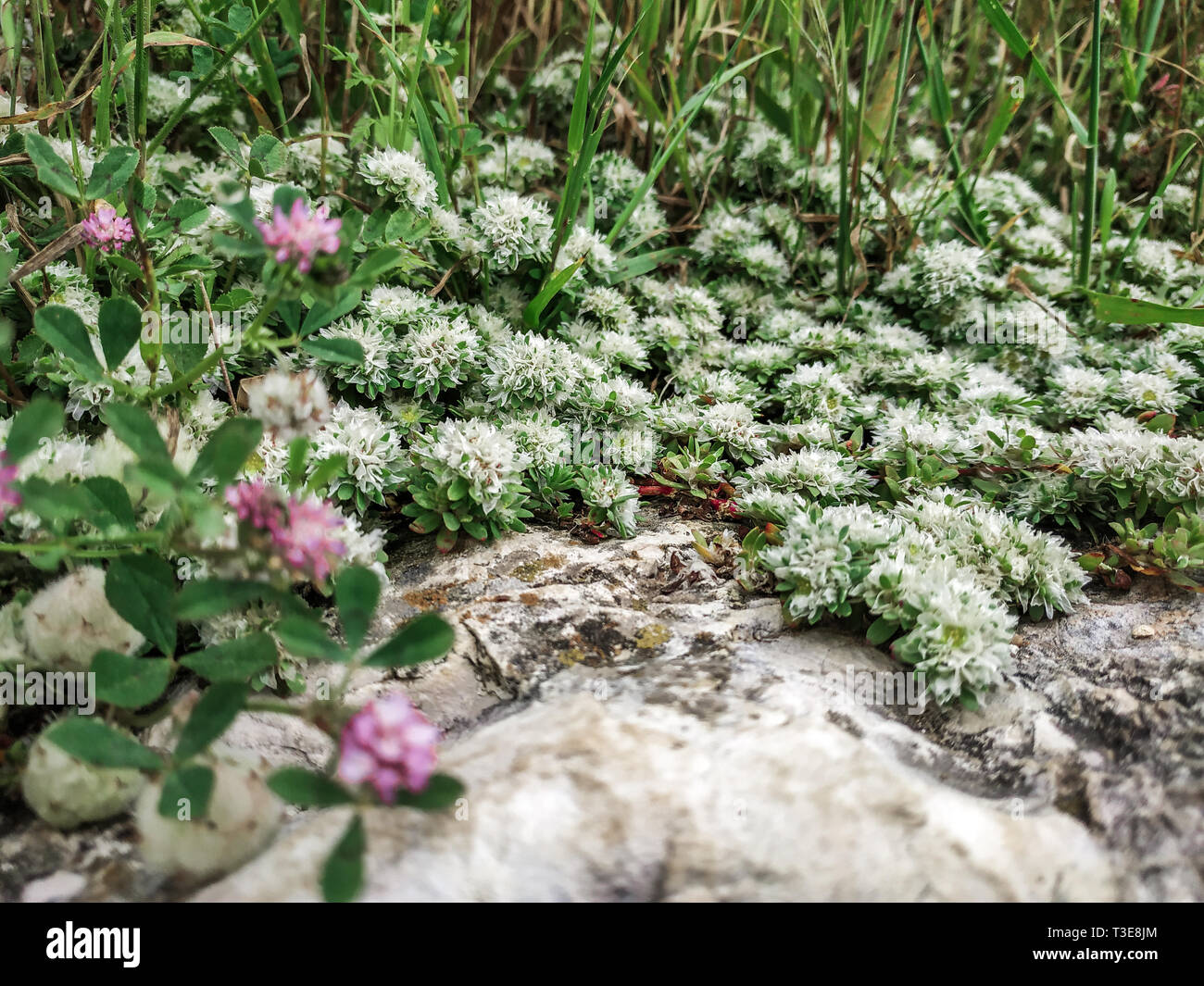 Flowers of Paronychia argentea on sandy rocky place. Desert Israel sunny close up blooming plants of silvery whitlow-wort silver Nailroot. Karmiel Stock Photo