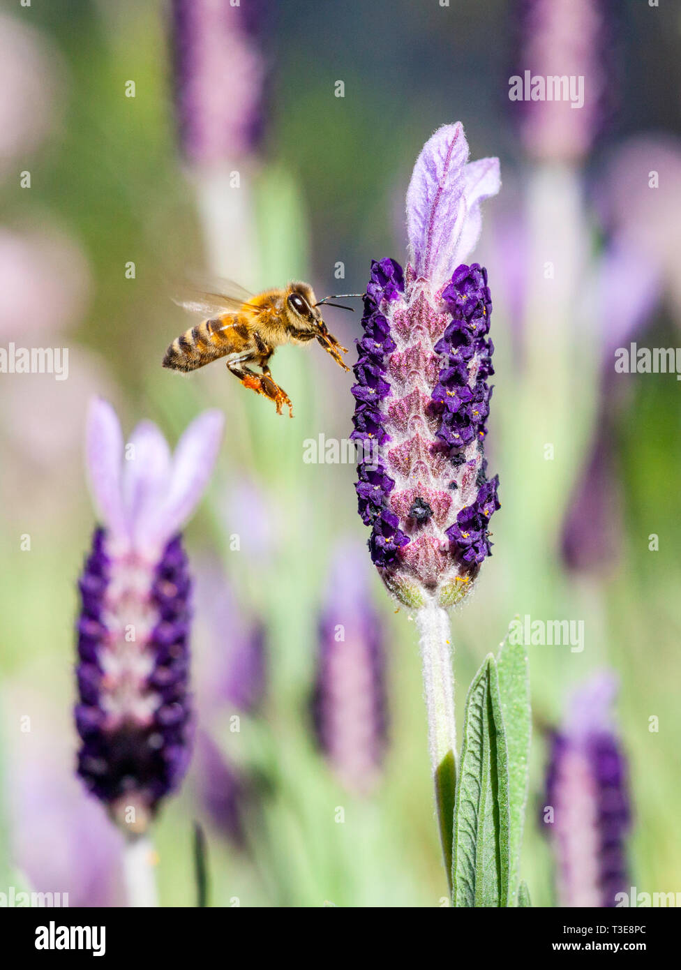 European Honey Bee ( Apis mellifera ) flying towards a French lavender