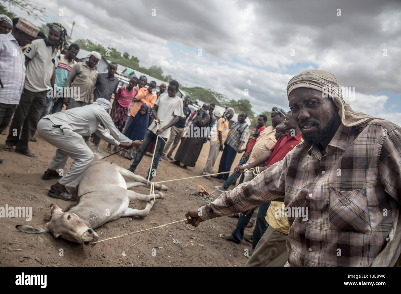 Somali refugees seen branding a donkey in the refugee camp.  Dadaab is one of the largest refugee camps in the world. More than 200,000 refugees live there - mostly Somalis who fled civil war or famine in Somalia. Stock Photo