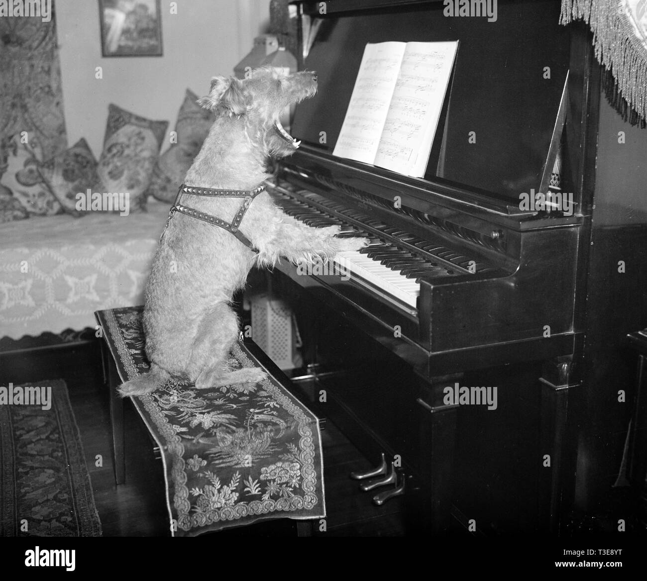 Dog playing piano while singing ca. 1936 or 1937 Stock Photo