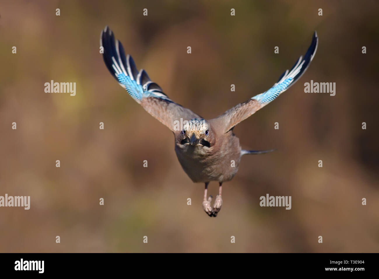 Eurasian Jay incoming rapid flight at autumn Stock Photo