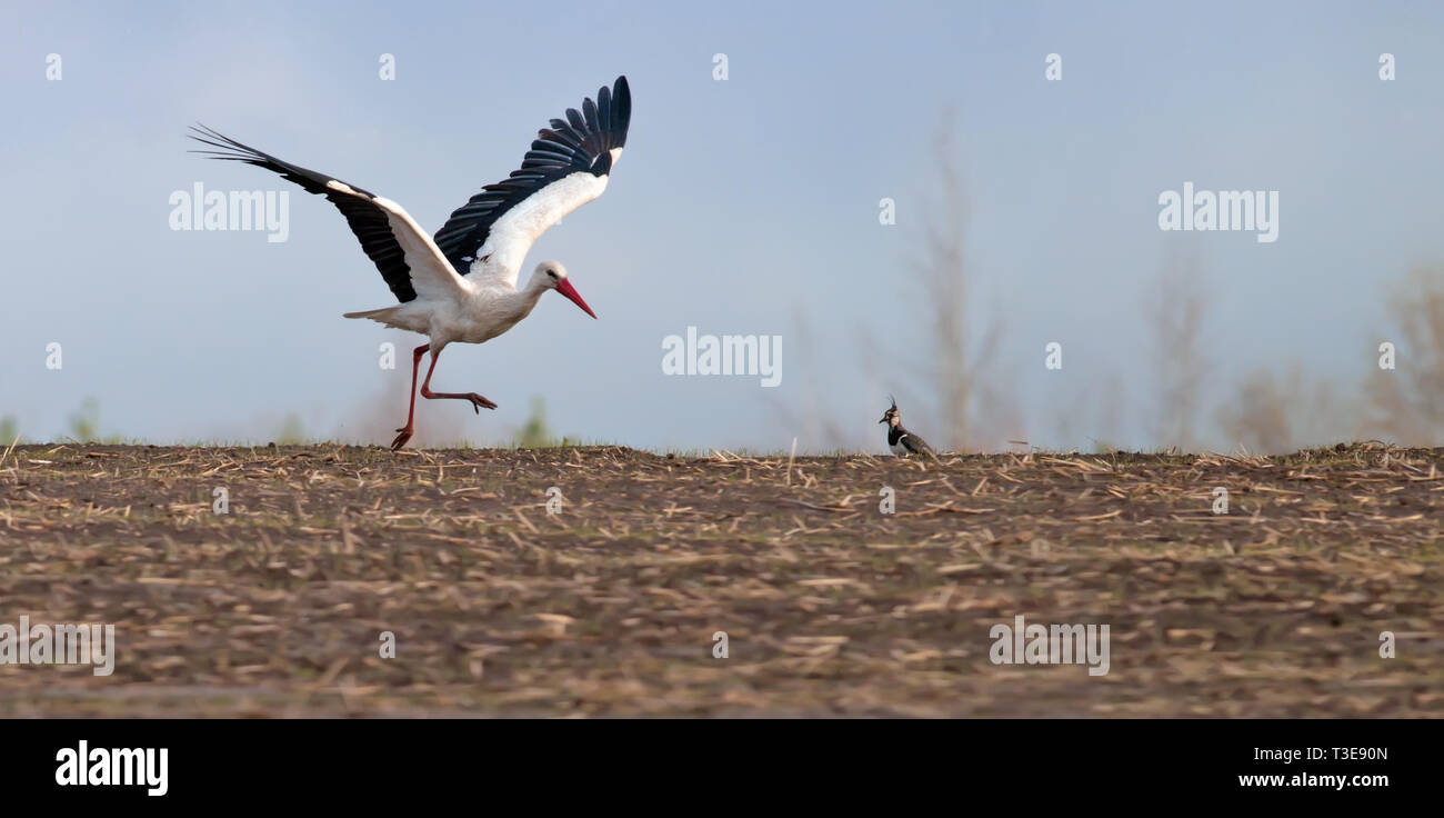 White Stork running on the field and taking off Stock Photo