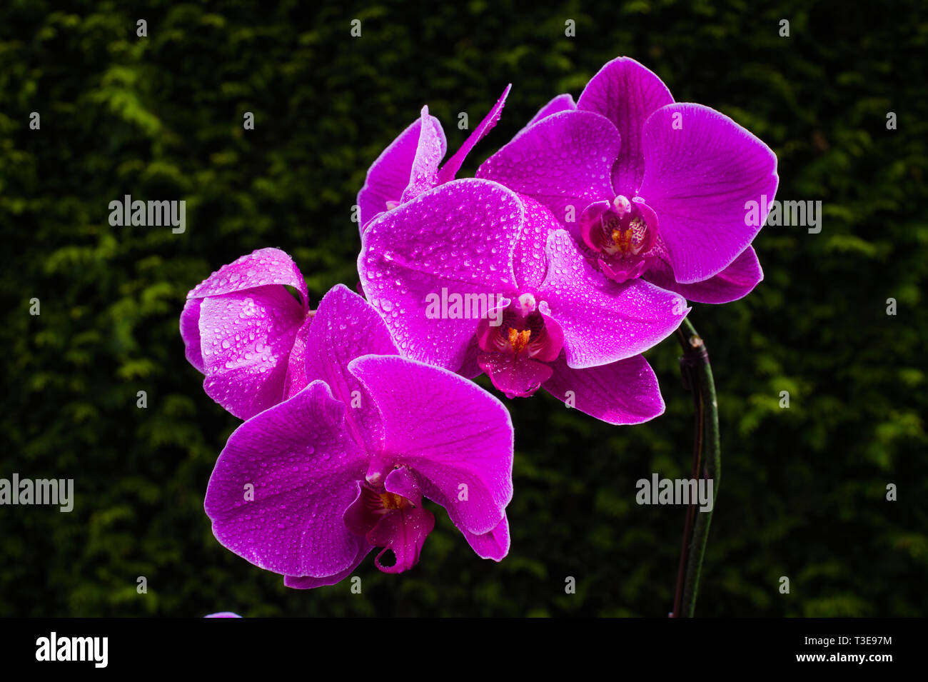 Purple orchid in full bloom in Surrey, British Columbia, Canada Stock Photo