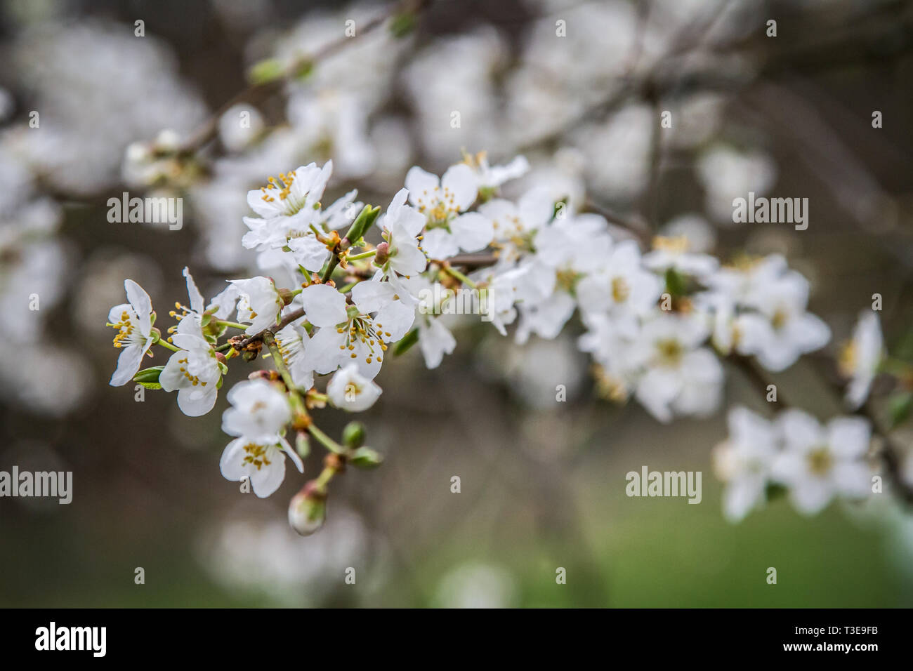 Weißblühender Frühlingsstrauch - bush with white flowers Stock Photo