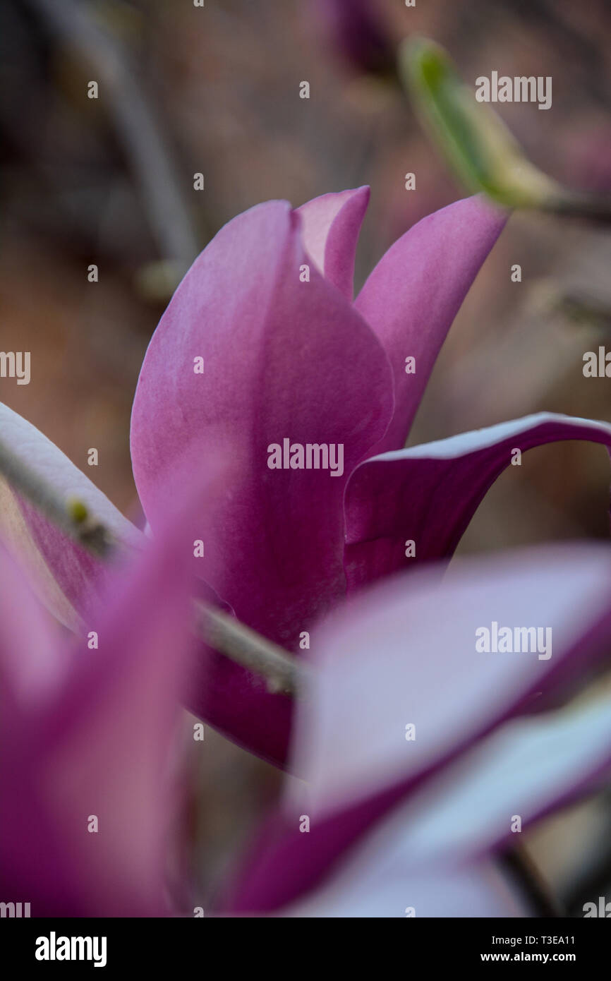 Magnolia in flower hi-res stock photography and images - Alamy