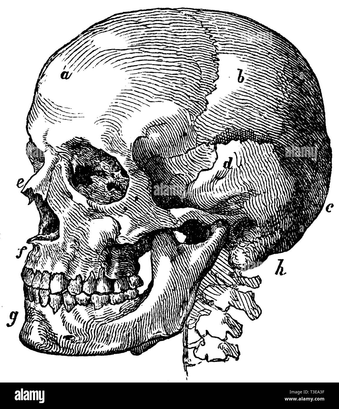 Human: Skull, anonym  1861 Stock Photo