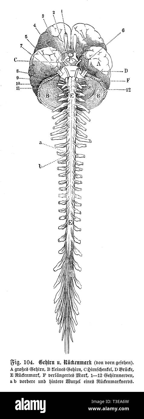 Human: brain and spinal cord, anonym 1886 Stock Photo - Alamy