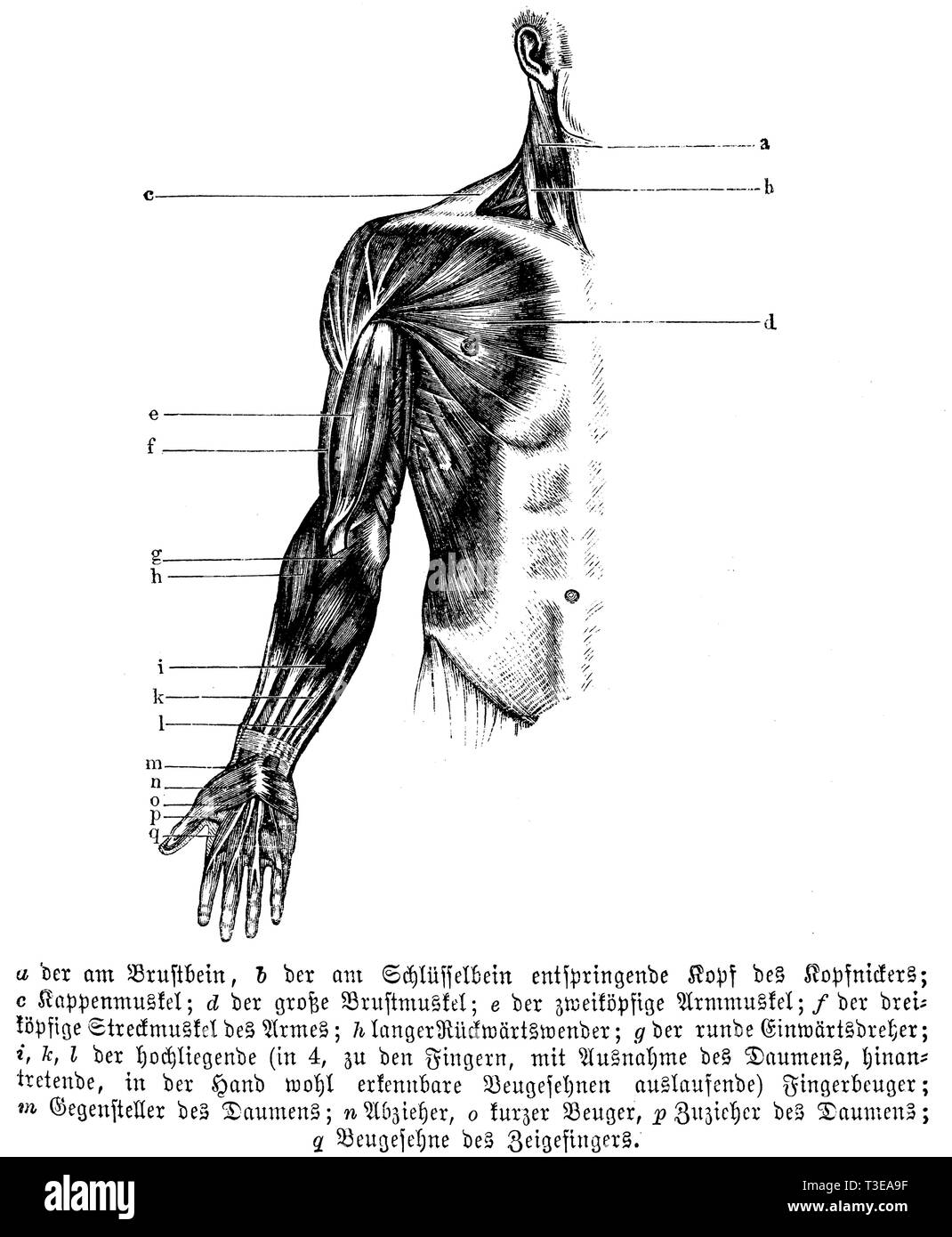 Human: (a) the sternum, (b) the head of the head nicker rising from the clavicle; (c) the cap muscle; (d) the large pectoral muscle; (e) the twelve-headed arm muscle; (f) the three-headed extensor muscle; (e) the twelve-headed arm muscle; f) three-headed extensor muscle of the arm; h) long backward turn; g) round inward turn; i), k), l) high lying finger flexion; m) opposite of the thumb; n) puller, o) short flexor, p) puller of the thumb; q) flexor tendon of the index finger, anonym Stock Photo
