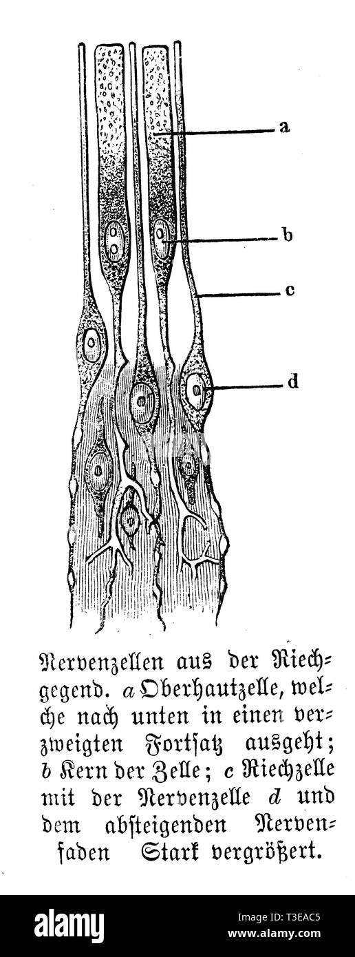 Human: nerve cells from the olfactory region. a) epidermis cell, which goes out downwards into a branched process; b) nucleus of the cell; c) olfactory cell with the nerve cell d) and the descending nerve thread., anonym Stock Photo