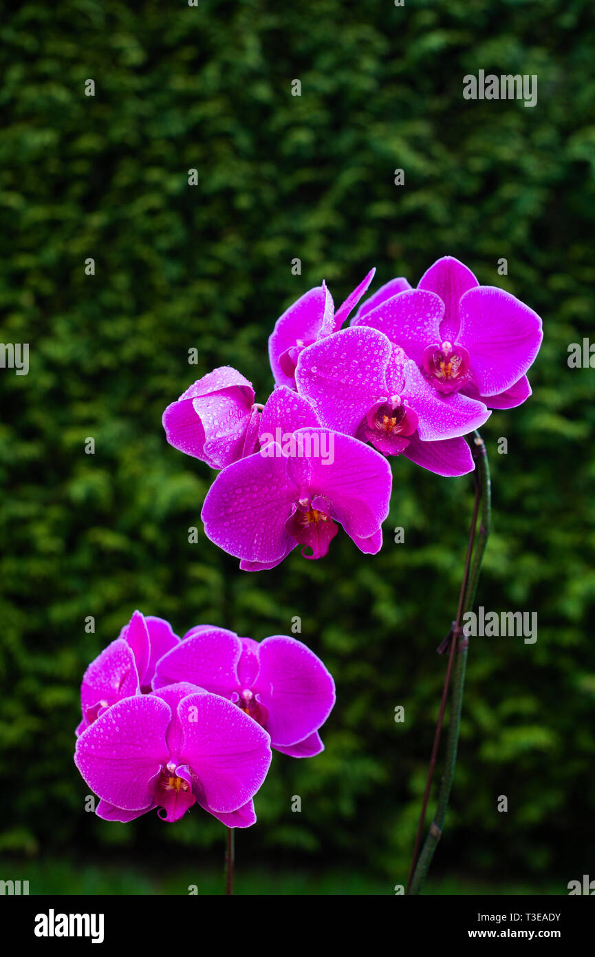 Purple orchid in full bloom in Surrey, British Columbia, Canada Stock Photo