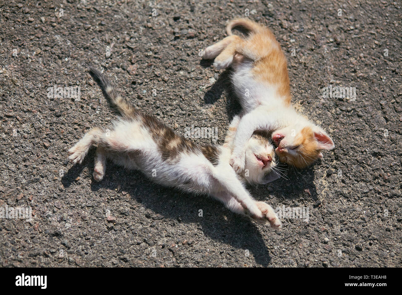 Two funny kittens playing outdoors Stock Photo