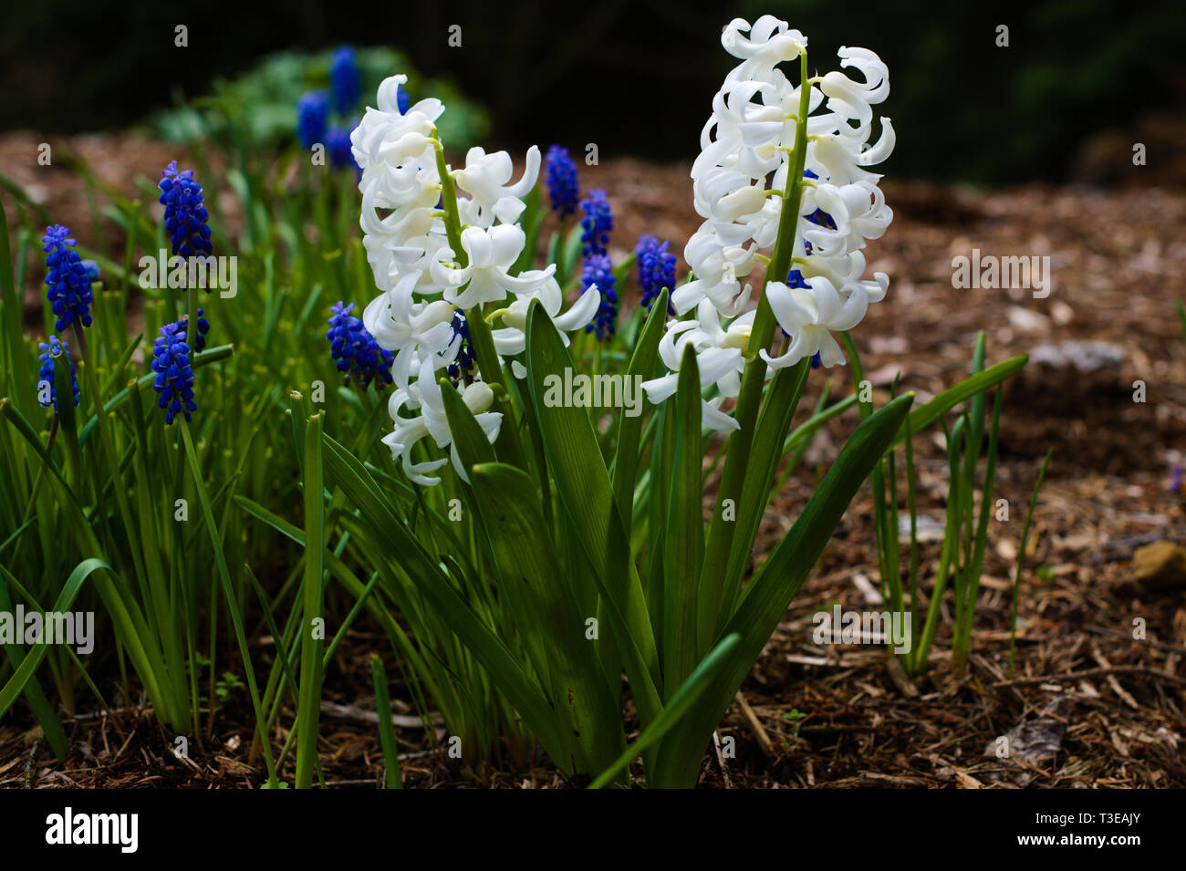 Beautiful flowers in the gardens of Bear Creek Park, Surrey, British