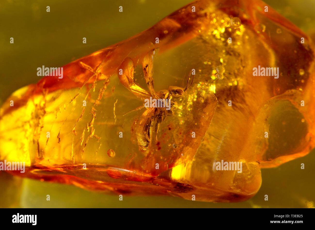 Prehistoric winged ant in Baltic amber Stock Photo - Alamy