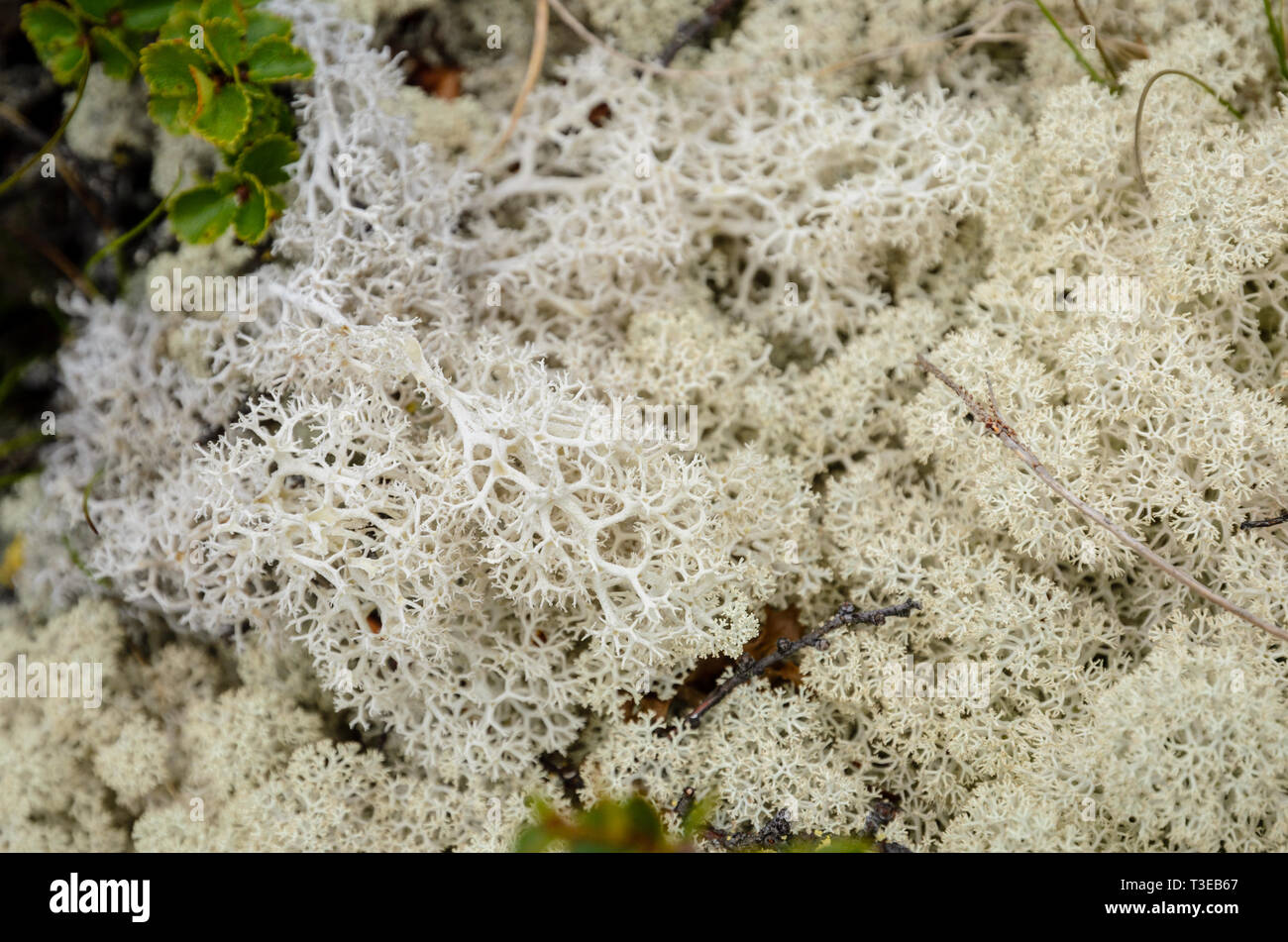 Tundra lichen hi-res stock photography and images - Alamy