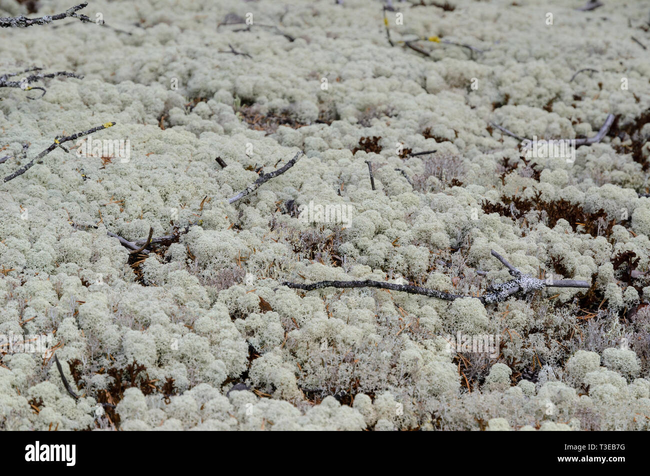 Close-up of the tundra lichens Stock Photo