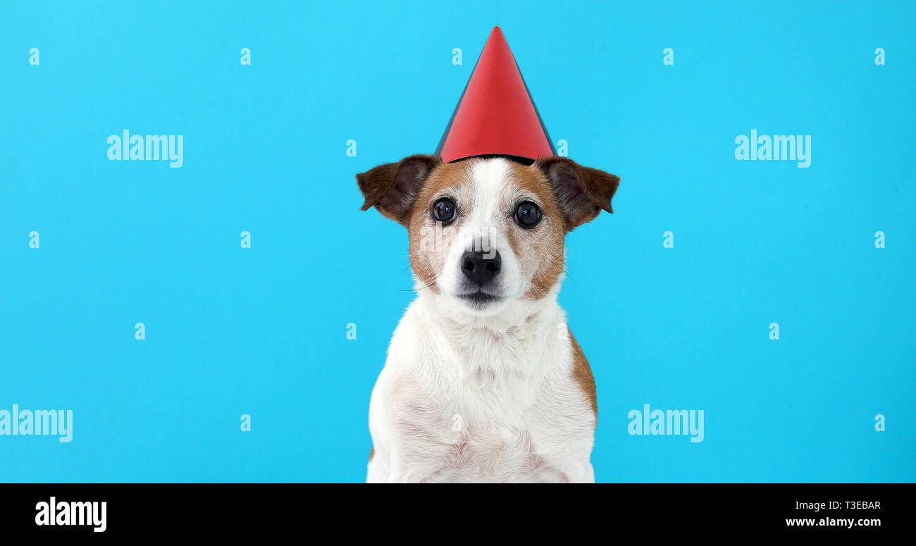 Cute dog in red party hat Designed Stock Photo