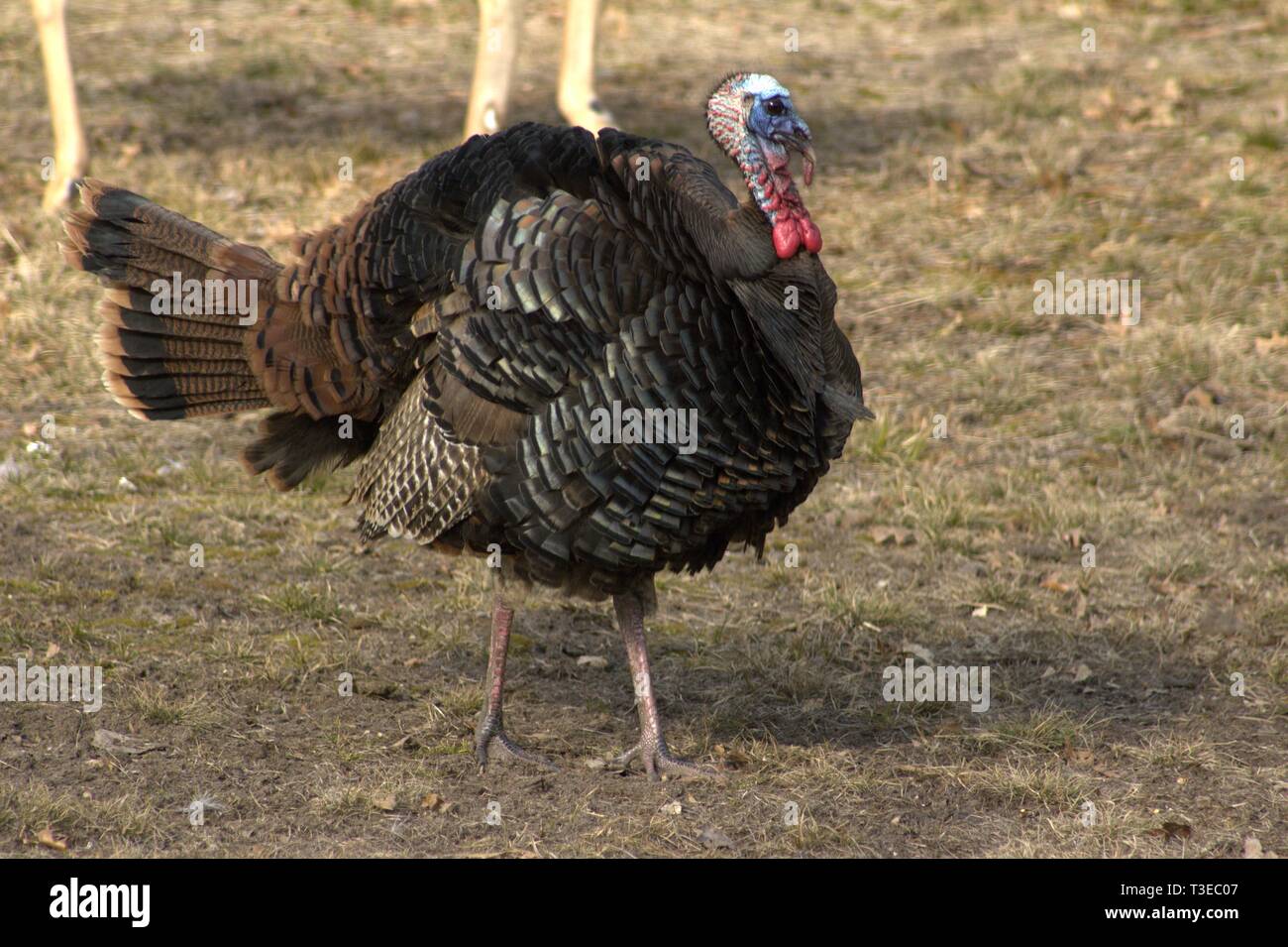 Turkey waddle hires stock photography and images Alamy
