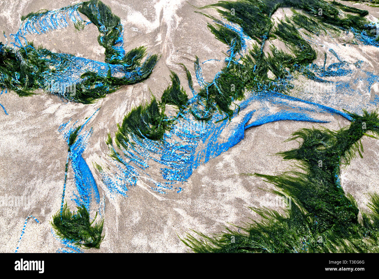 Polypropylene blue tarp washed on seashore, seaweed, Gulf Of Mexico. Stock Photo