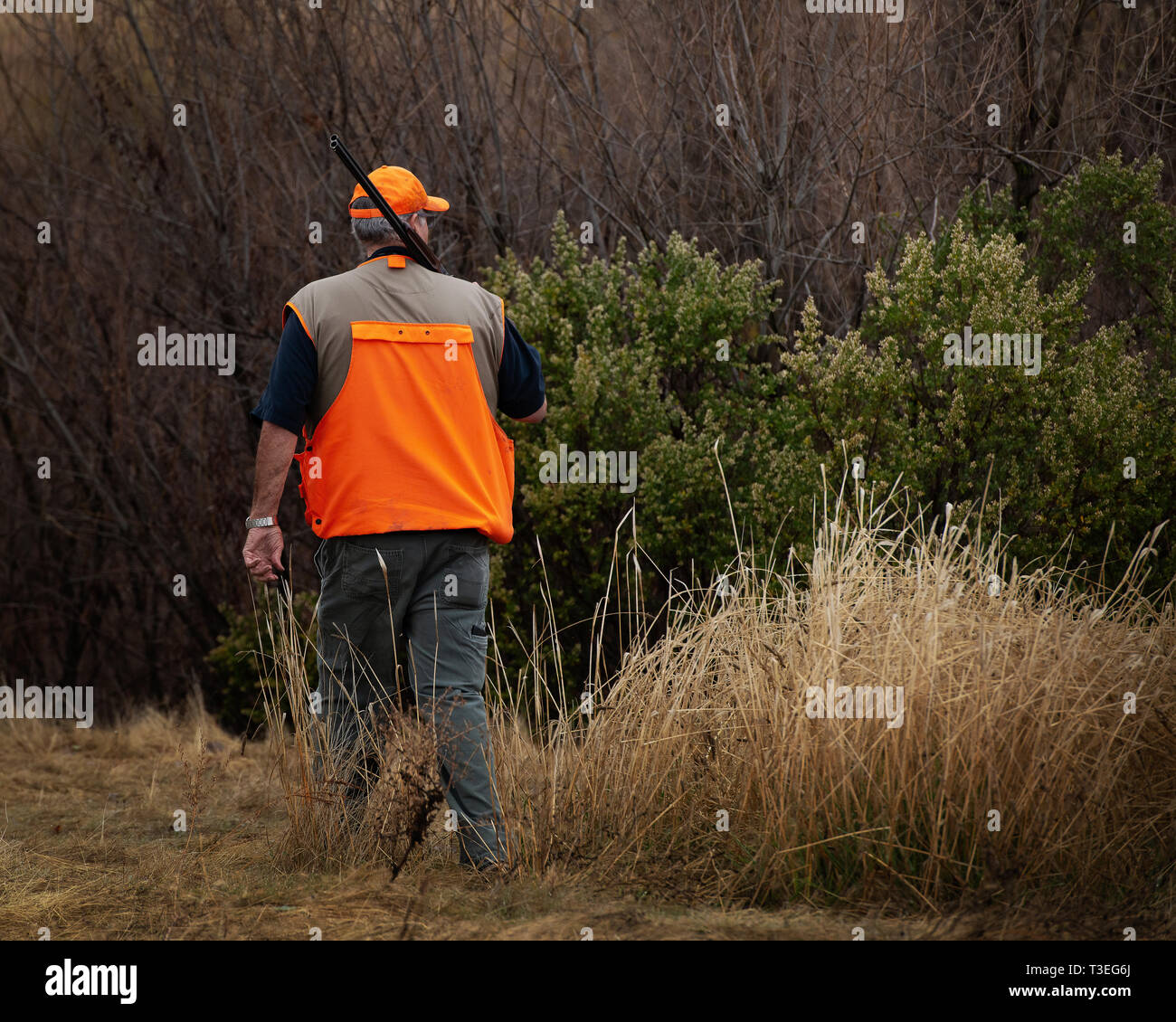 Pheasant hunter walking through the brush in search of his prey during the fall in what is know as the fall harvest. Stock Photo
