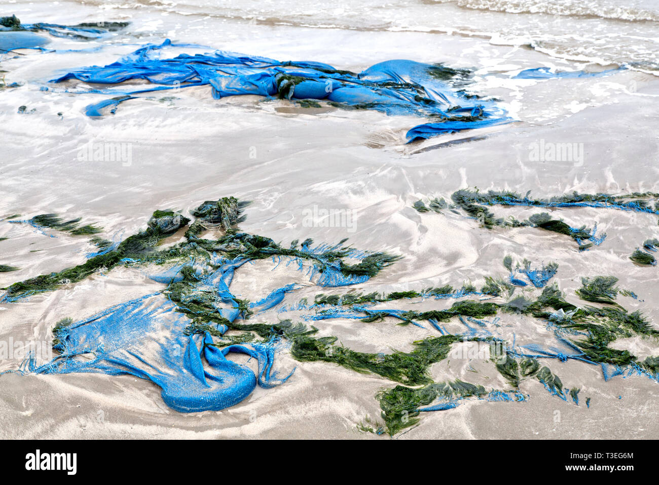 Polypropylene blue tarp washed on seashore, seaweed, Gulf Of Mexico. Stock Photo