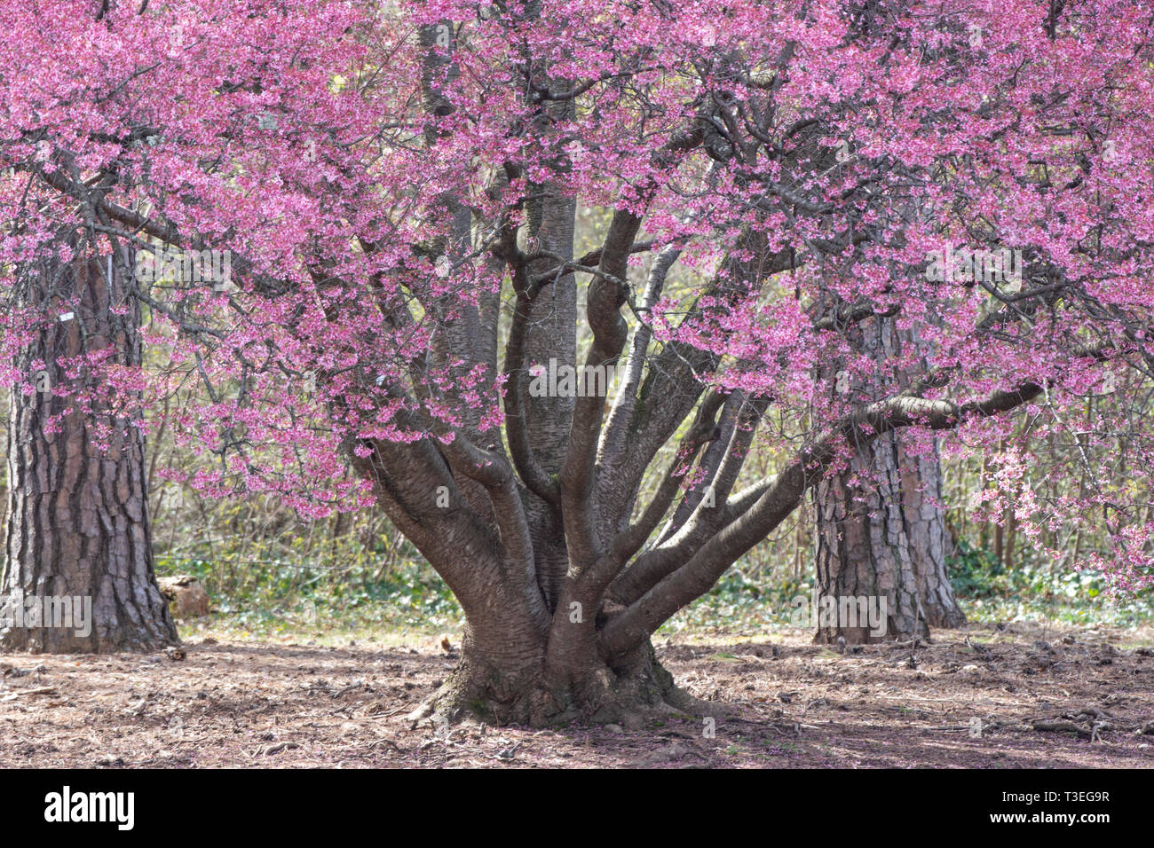 Okame Cherry High Resolution Stock Photography And Images Alamy