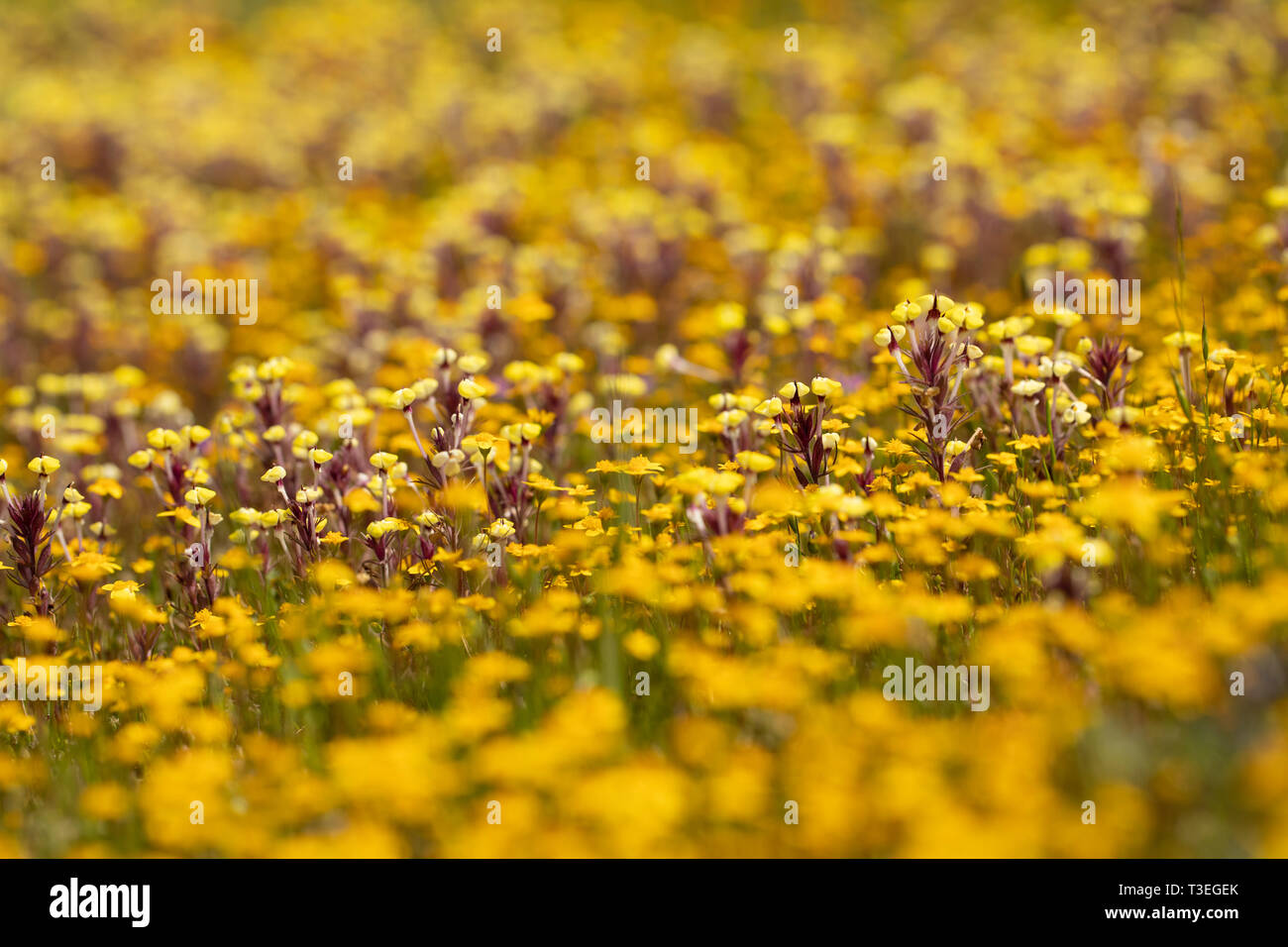 Butter and Eggs and Goldfields in a Vernal Pool Stock Photo