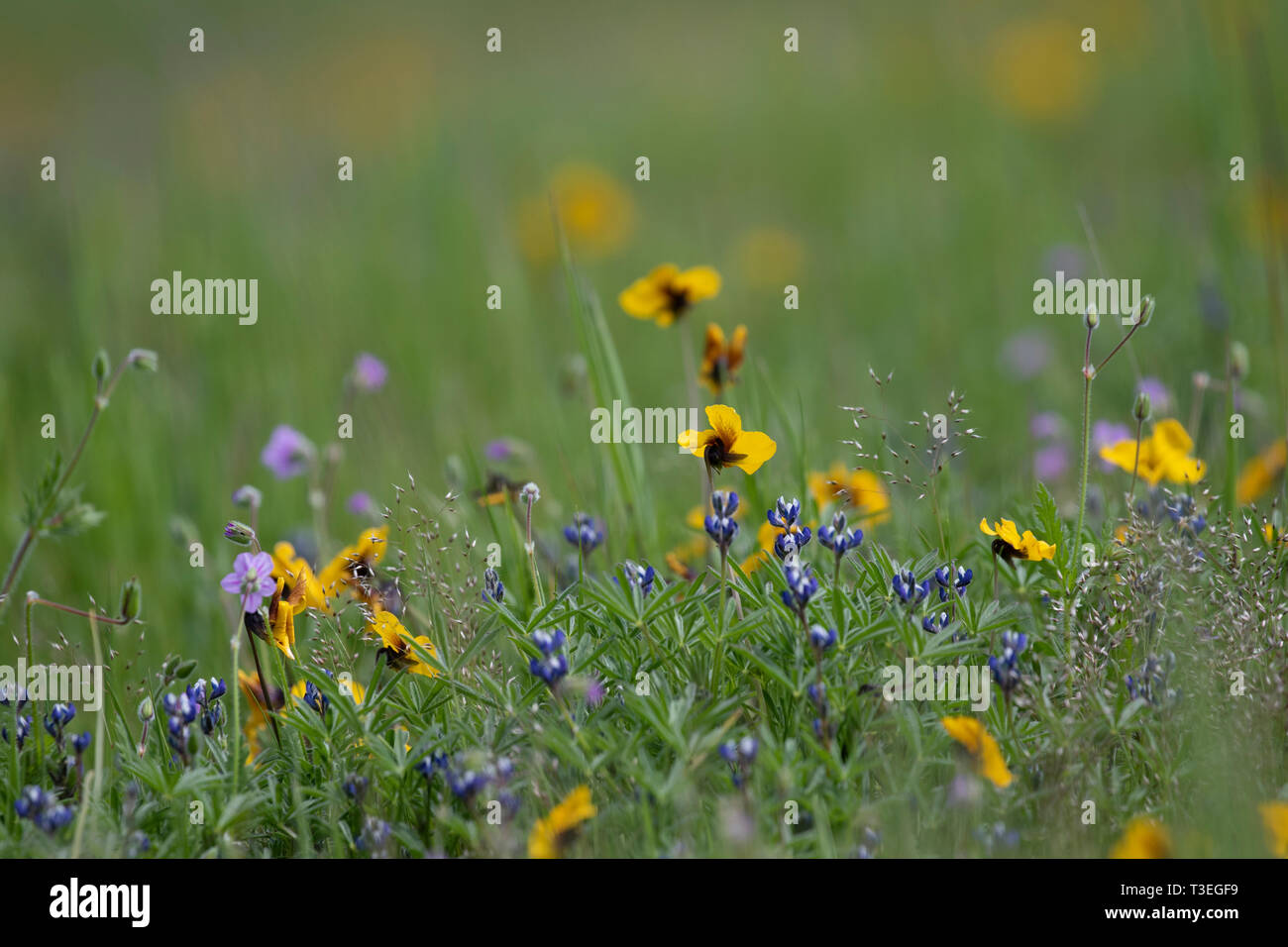 California Native Wildflowers in a Vernal Pool Stock Photo Alamy