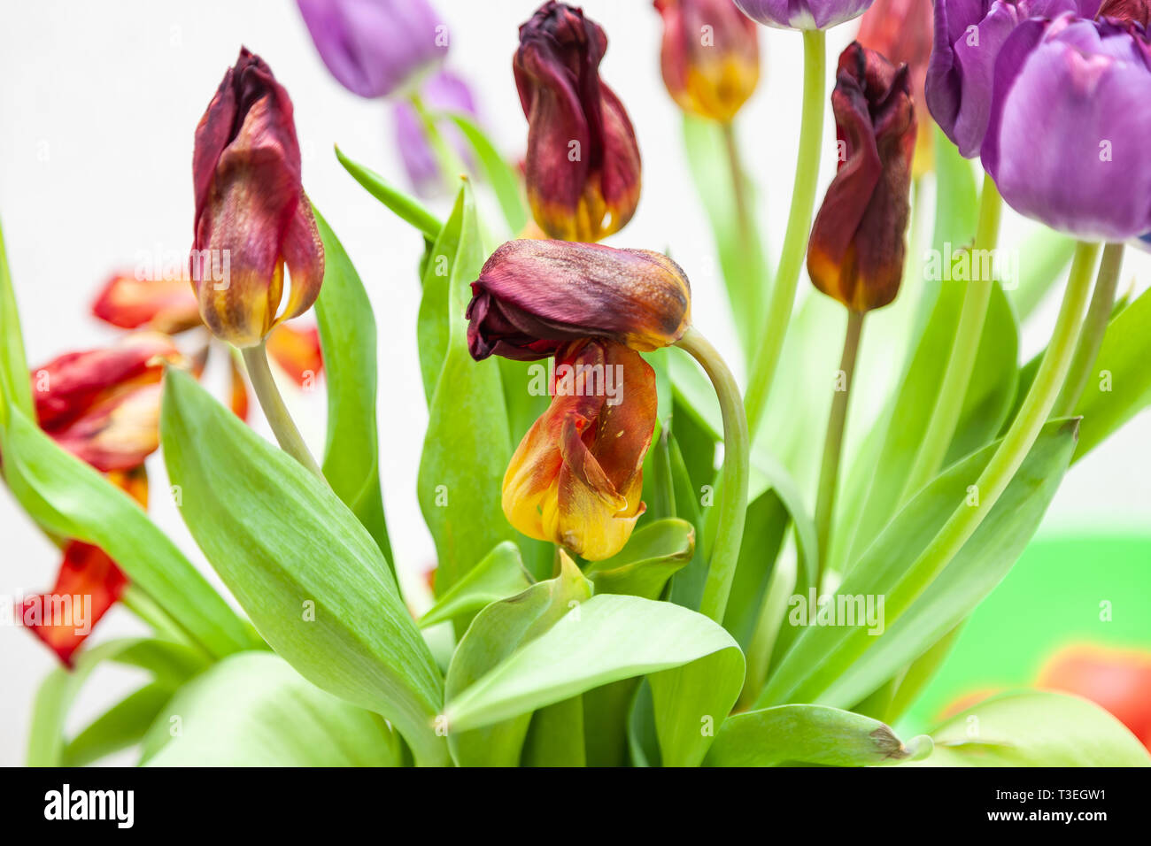 A bouquet of wilted tulips closeup view of red and purple with green