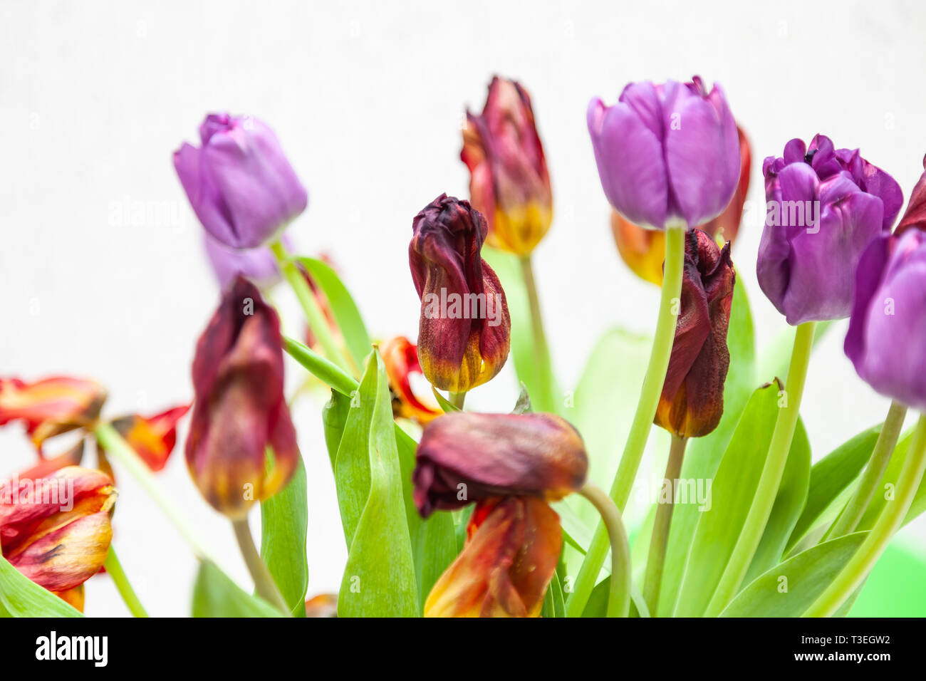 A bouquet of wilted tulips closeup view of red and purple with green